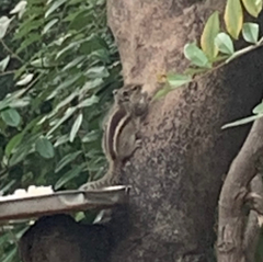Funambulus palmarum