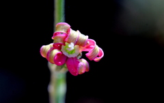 Silene burchellii