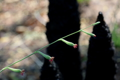Silene burchellii