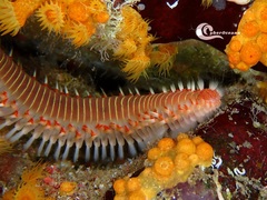 Hermodice carunculata