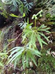 Gleicheniaceae