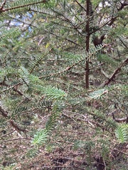 Abies pinsapo