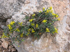 Anthyllis hermanniae