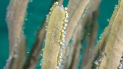 Pterogorgia