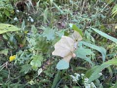 Druon quercusflocci