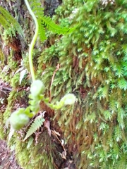 Gleicheniaceae