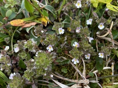Euphrasia frigida