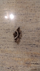 Bastilla