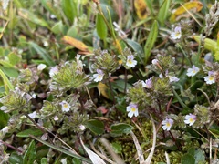 Euphrasia frigida