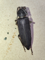 Arhopalus ferus