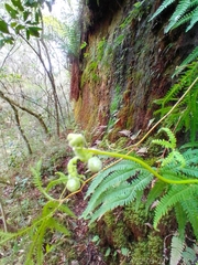 Gleicheniaceae