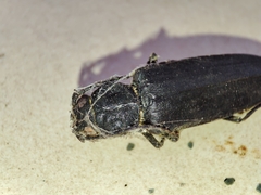 Arhopalus ferus