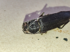 Arhopalus ferus
