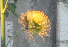 Setophaga tigrina