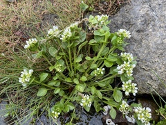 Cochlearia groenlandica