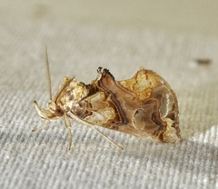 Plusiodonta compressipalpis