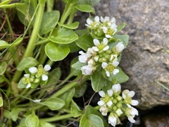 Cochlearia groenlandica