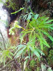 Gleicheniaceae