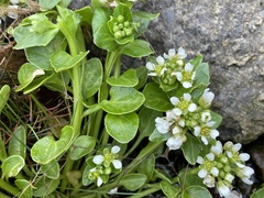 Cochlearia groenlandica