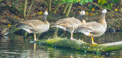Anser anser × Branta canadensis