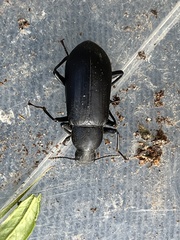 Alobates pensylvanicus