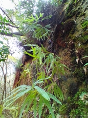Gleicheniaceae