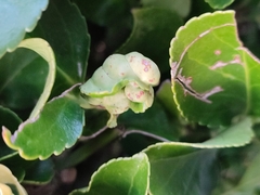 Aphis fabae