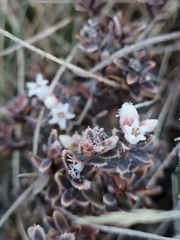 Acrothamnus colensoi