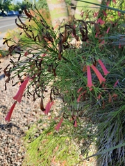 Justicia californica