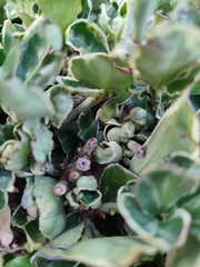 Aphis fabae