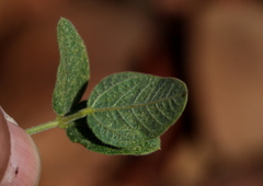 Rhynchosia totta