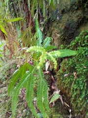 Gleicheniaceae