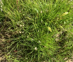 Eleocharis acicularis