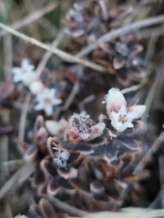 Acrothamnus colensoi