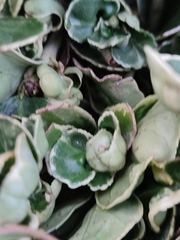 Aphis fabae