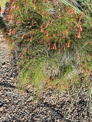 Justicia californica