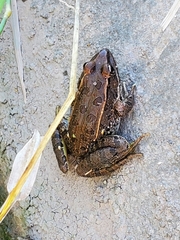 Lithobates yavapaiensis