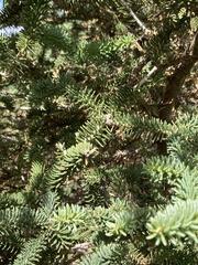 Abies pinsapo