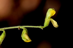 Rhynchosia totta