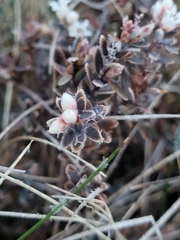 Acrothamnus colensoi