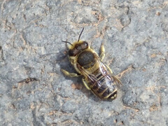 Megachile canariensis