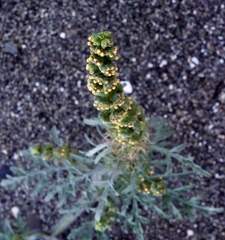 Ambrosia chamissonis