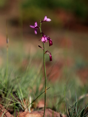 Eulophia hians hians