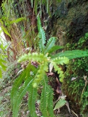Gleicheniaceae