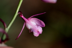 Eulophia hians hians