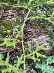 Lycopodiaceae