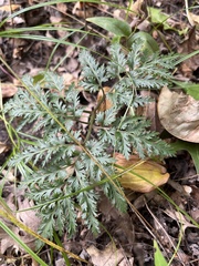 Sceptridium dissectum