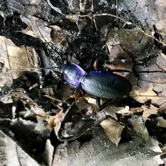 Carabus problematicus