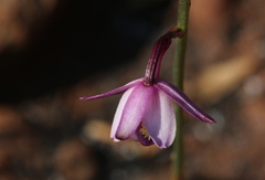 Eulophia hians hians