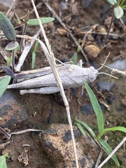 Oedipoda canariensis